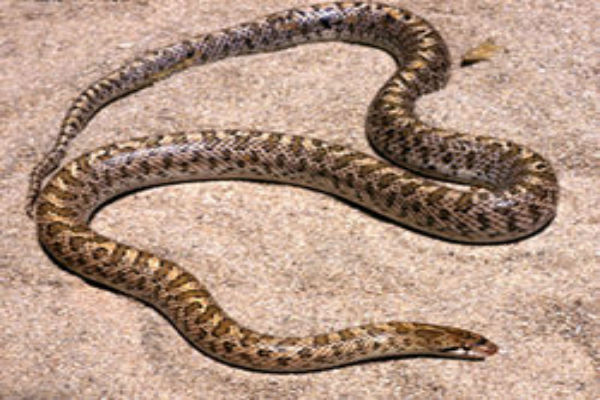 You are currently viewing Πάστορας που έκανε λειτουργίες με φίδια πέθανε από θανατηφόρο δάγκωμα- Αρνήθηκε την ιατρική βοήθεια γιατί πίστευε πώς θα σωθεί!