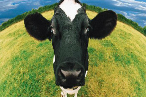 Κι όμως ο ήχος διάσημης μπάντας βοηθάει τις αγελάδες στην αύξηση παραγωγής γάλακτος εικόνα