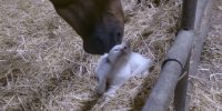 Αλογο υιοθέτησε γάτα: Ενα απίστευτο και τρυφερό βίντεο από επαρχία της Γαλλίας