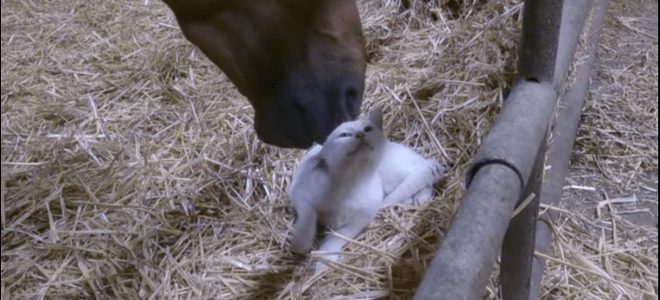 You are currently viewing Αλογο υιοθέτησε γάτα: Ενα απίστευτο και τρυφερό βίντεο από επαρχία της Γαλλίας