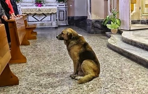 You are currently viewing Αυτός ο σκύλος πηγαίνει κάθε μέρα στην εκκλησία! Ο λόγος; Θα σας ραγίσει τη καρδιά…