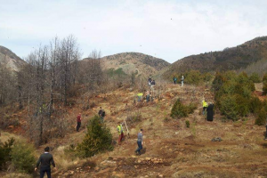 Διακόσια πεύκα φύτεψαν σε καμένη περιοχή νέοι της Εκκλησίας της Αλβανίας