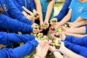 Μαθητές σε σχολείο της Μητρόπολης Αργυροκάστρου καλλιεργούν και μαζεύουν ελιές!